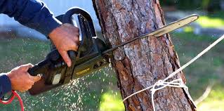 Trusted Westfield, NJ Tree Care Experts
