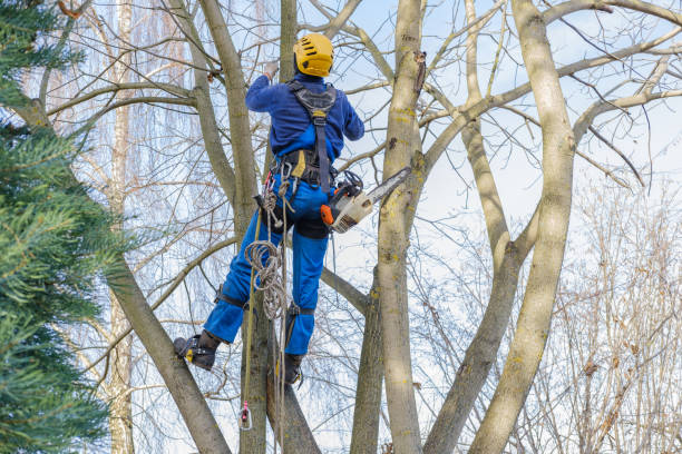 How Our Tree Care Process Works  in  Westfield, NJ